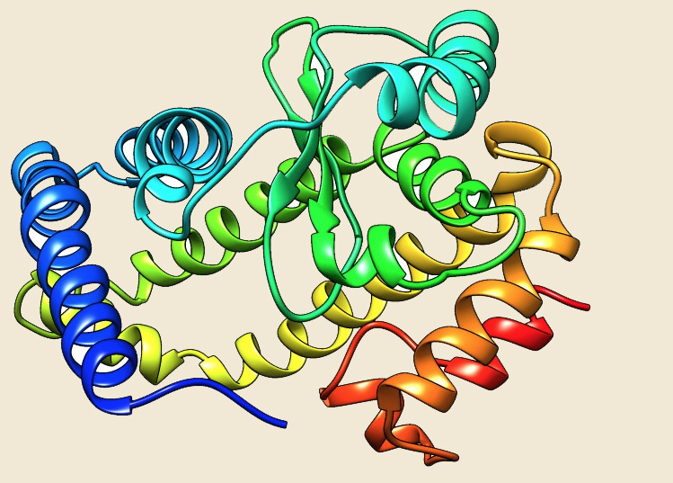hsp70