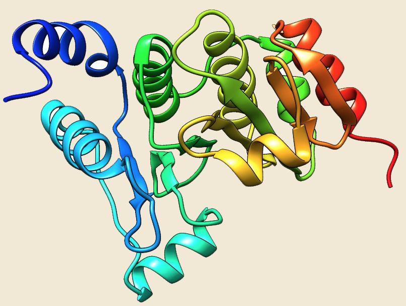 hsp70