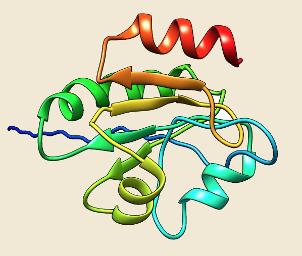 hsp70