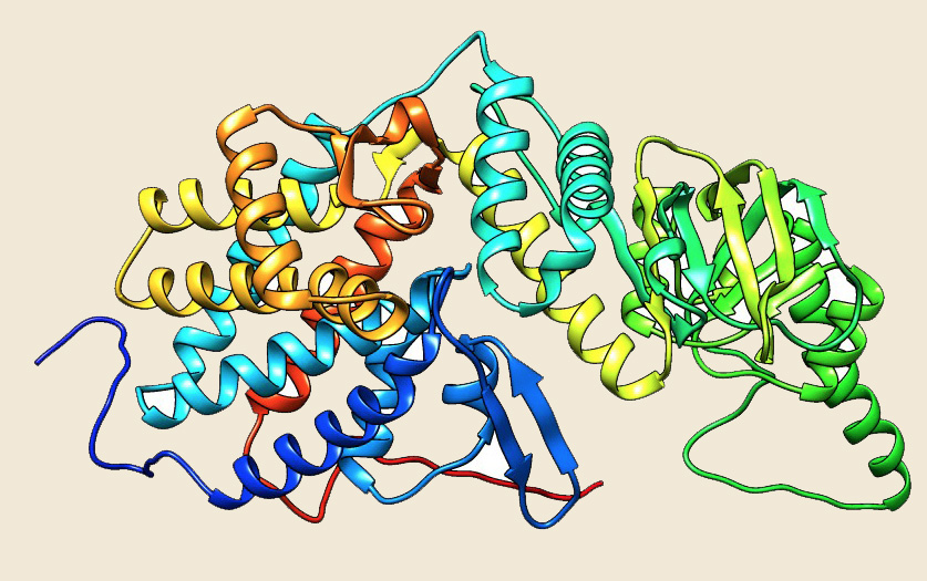 hsp70